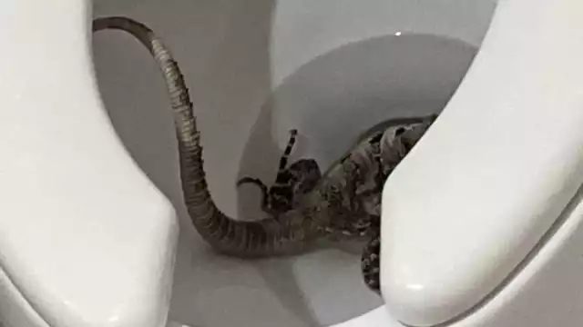 Por fortuna, un hombre acudió a ayudar a la vecina de Las Américas en Mérida para sacar al tolok