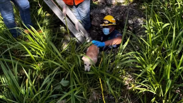 El agente Juan Vela señaló que es sumamente importante que los vecinos reporten este tipo de casos al departamento