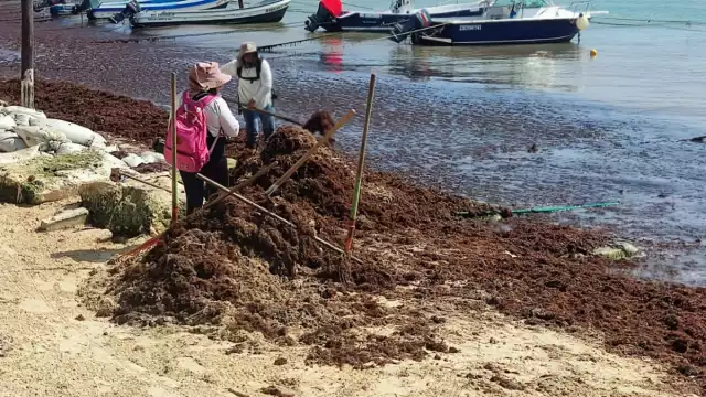 Convertiran el sargazo acomulado en Playa del Carmen en combustible