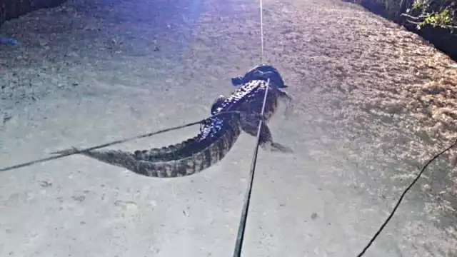 El cocodrilo medía casi dos metros y fue trasladado a la reserva Zona Cero