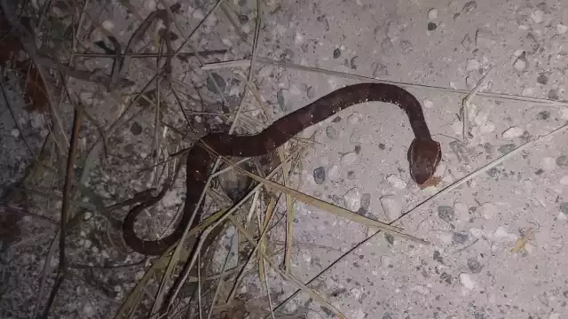 El hombre narró su experiencia con la mordedura de una serpiente huolpoch