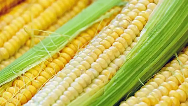 ¿De cuánto sería la producción total de maíz blanco en el resto de México?