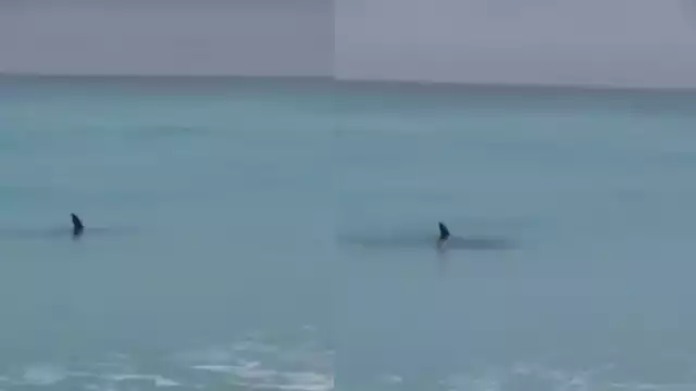 Turistas grabaron al menos la presencia de dos tiburones