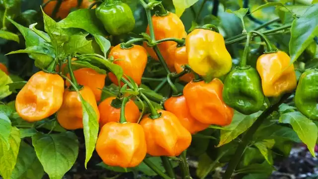 Este chile es reconocido por ser uno de los más picantes en el país y por sus grandes beneficios que tiene para la salud