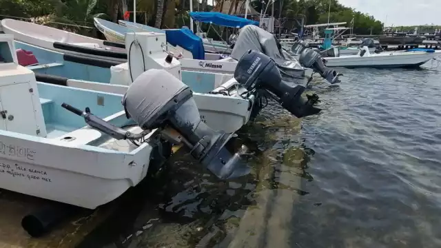 Hace un año, el precio de cola era de mil 100 pesos el kilo