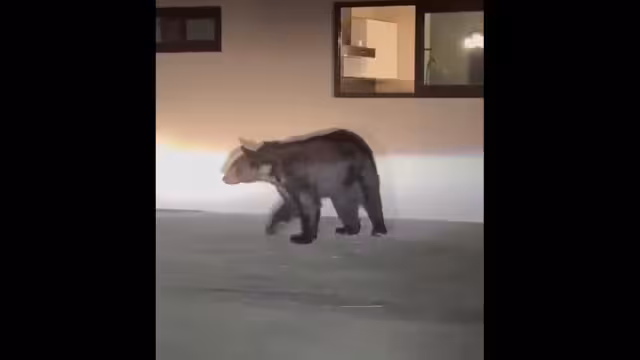 Algunos osos han entrado a casas y se han comido los alimentos de las familias