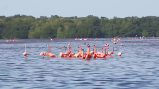 Al nacer los polluelos son blanco-grisáceos, con ciertas zonas del cuerpo negras, pero cuando llegan a la edad adulta adquieren el color rosa