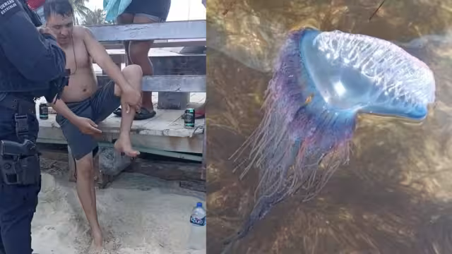 Se pide a los bañistas a tomar precauciones ante la presencia de estos animales