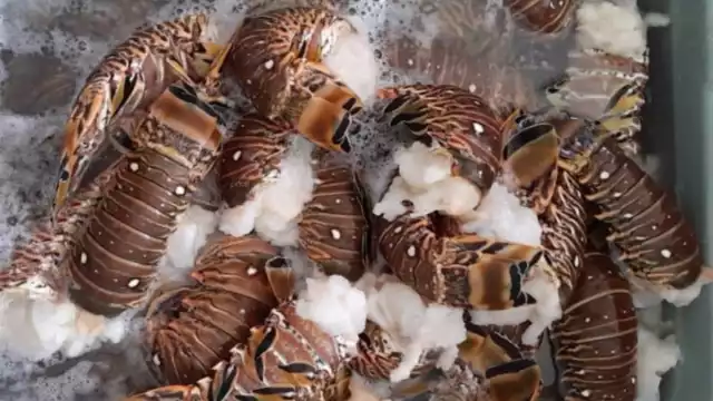 Estos precios se dan a dos meses de iniciar la temporada de langosta