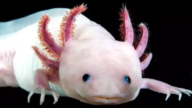 El investigador del Instituto de Biología, Luis Zambrano González, mencionó que en menos de 20 años la población de axolotes se redujo