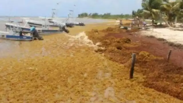 Hasta el momento no se registraron recales en las costas del Sur del Estado, pero la Armada de México instalará barreras para evitar afectaciones al turismo