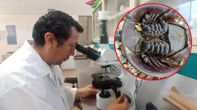 El investigador dijo que sería muy lamentable que en la Península de Yucatán desaparezca una especie emblemática