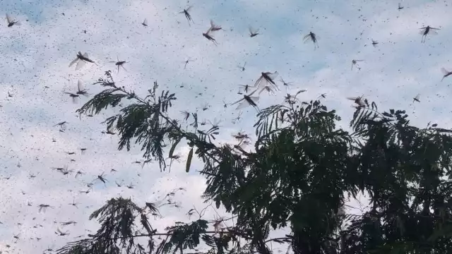 La langosta afecta no solamente el maíz, también afecta árboles frutales y silvestre
