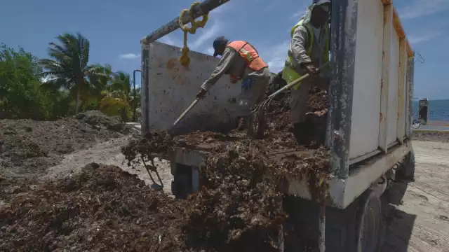 Durante meses fue común ver a los brigadistas acopiar la planta marina