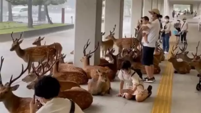 La imagen se dio en medio de un diluvio en Japón. Foto: Especial