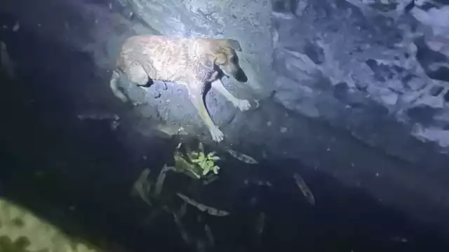 Los vecinos llamaron al número de emergencias