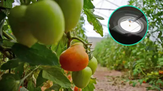 Podría aplicarse una cuarentena sobre los vegetales y hortalizas