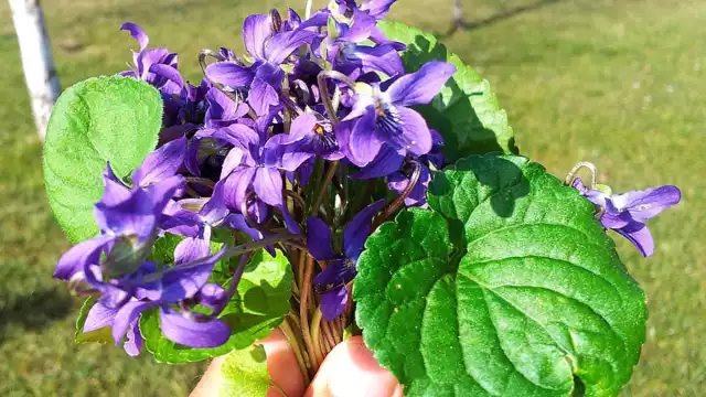 El secreto de regalar flores moradas está en una canción de los años 70