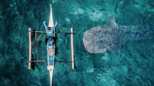 Las rutas comerciales internacionales se cruzan con la zona de agregación, lo que pone a los animales en riesgo de ser colisionados por grandes buques