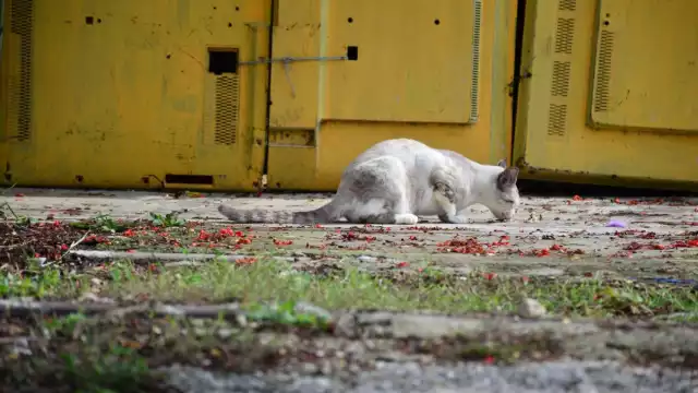 Se han presentado denuncias por delitos contra el ambiente y contra animales en todo el estado
