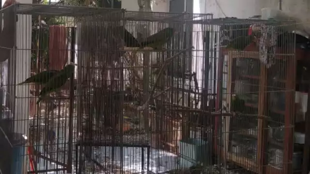 Se desconoce la razón por la que fueron aseguradas las 17 aves