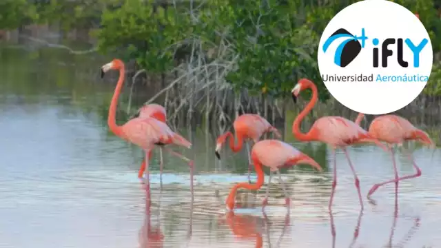 Esta especie puede abandonar su zona de anidación si una avioneta se acerca mucho