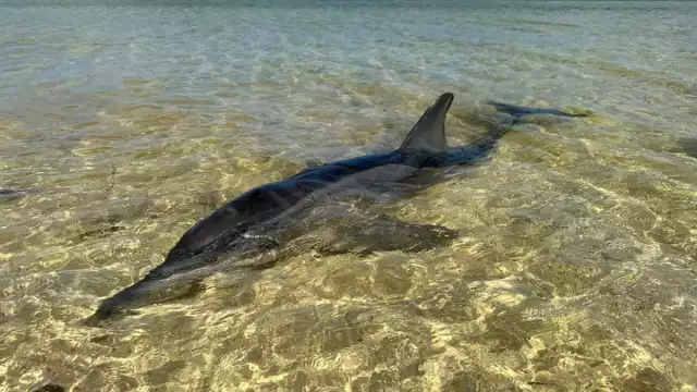 Cabe destacar que el delfín fue rescatado y trasladado a la estación de Dzilam de Bravo