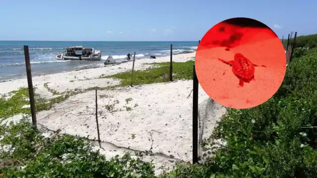 Se prevé superar la temporada pasada de liberación