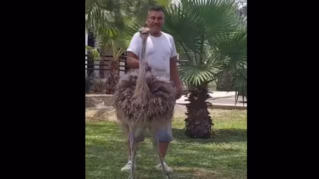 El hombre paseaba a  una avestruz con correa en las calles de Apodaca y fue grabado