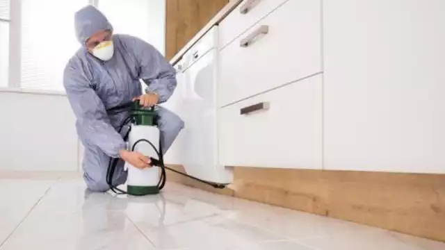 Consejos para acabar con las chinces