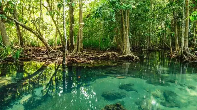 México se posiciona como el cuarto lugar dentro de los países con mayor presencia de manglares