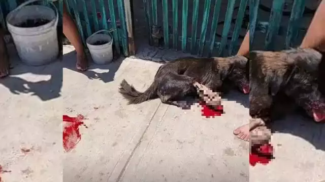 En Yucatán, se castiga hasta con 10 años de cárcel se aplicará contra quienes maltraten animales en Yucatán.