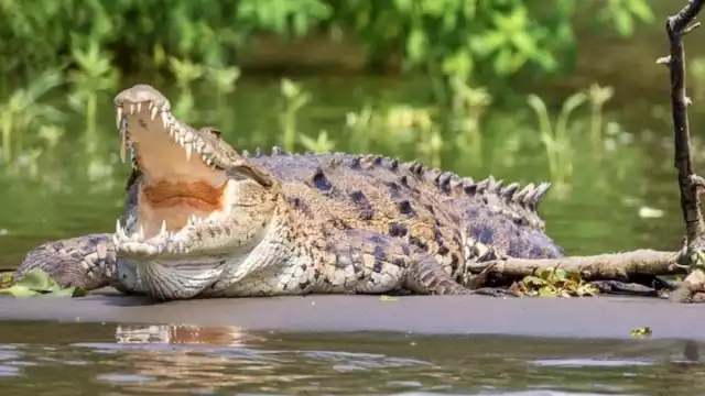 El cocodrilo caminaba en calles de Progreso donde habitan varias familias