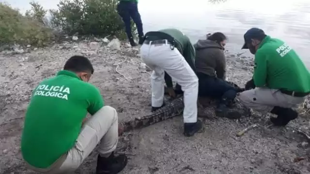 Agentes trasladaron al reptil a la Reserva Zona Cero para liberarlo