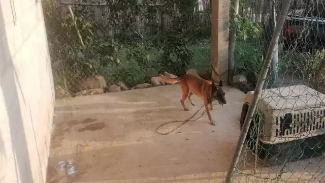 La Alcaldesa de Cozumel dijo que fue un golpe de calor, pero policías afirman que se ahorcó por estar amarrado