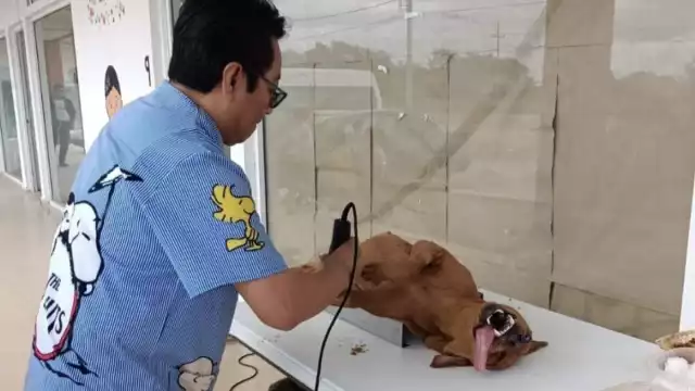 El problema de los perros y gatos en condición de calle en la ciudad es alarmante