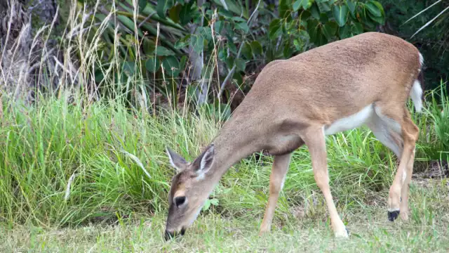 El animal tenía fracturas en las patas y el cráneo
