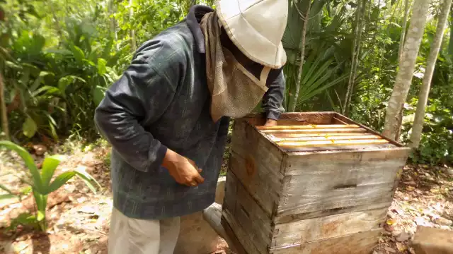 Se necesita prestar atención a las colmenas y así buscar diferentes formas para combatir las plagas