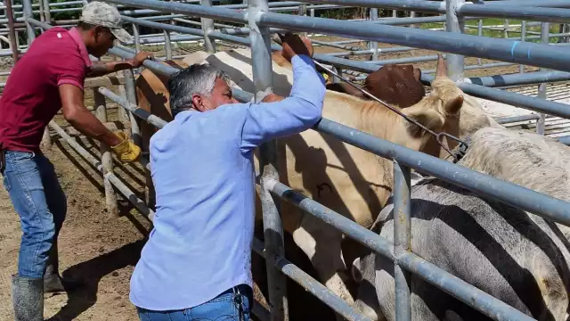 Campeche en primer lugar de hurto de ganado en la Península