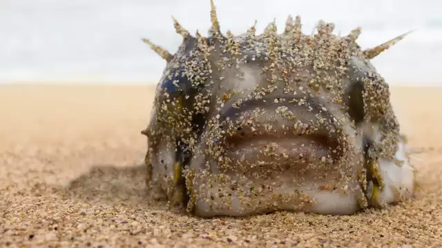 Uno de los platos más buscados en Asia. Foto: Especial