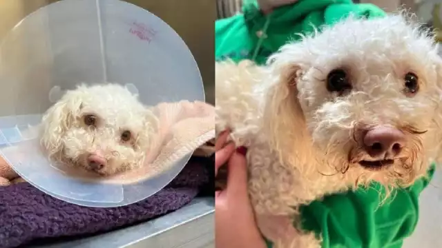 El peludito se encuentra bajo atención médica. Foto: Especial