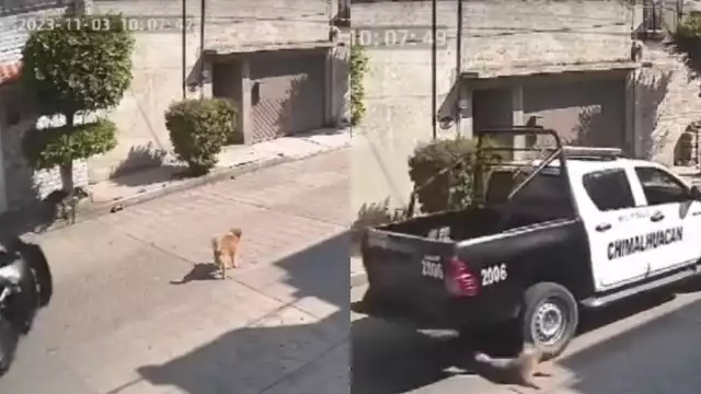Una cámara de vigilancia captó el momento en el que el perro fue atropellado por policías
