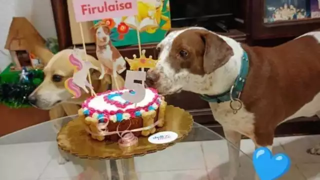 Igualmente, la altruista invitó a la ciudadanía a siempre adoptar en vez de comprar