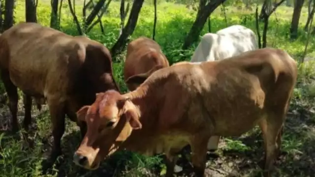 Loa ganaderos harán justicia por su propia mano