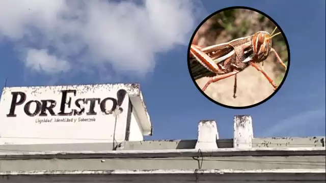 La plaga de langostas se presenta cuando comienza una etapa de sequía