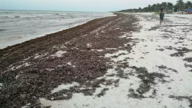 El alga impide también el paso de tortugas marinas, algunas han muerto por enredarse en ellas