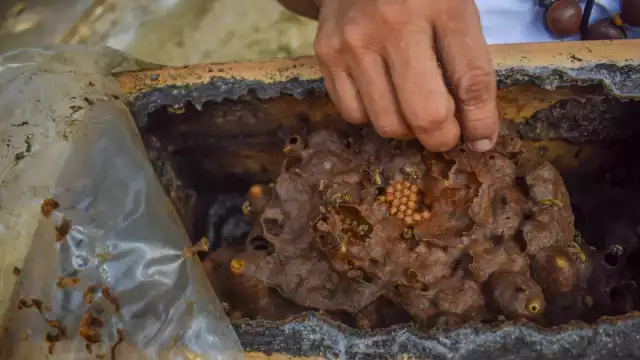 Los apicultores revelaron que en la Península no sólo se enfrentan a la sequía por el calentamiento global, sino también a los plaguicidas y la agroindustria