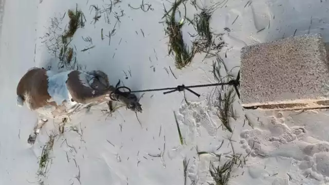 La noticia de este acto de crueldad se difundió rápidamente en redes sociales,