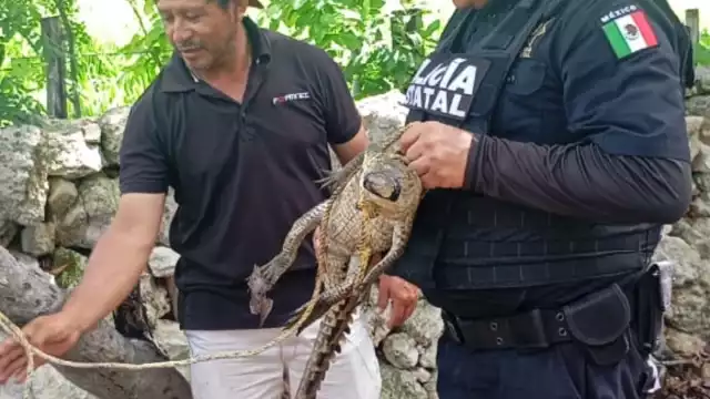 El cocodrilo de casi un metro se encontraba en una vivienda