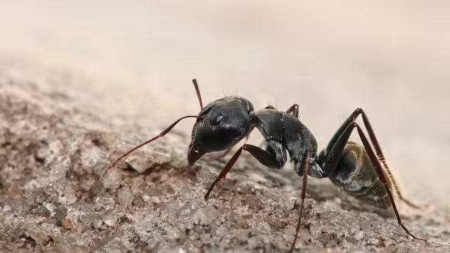 Antiguas creencias mayas aseguran que la presencia de estos bichos se relaciona al clima